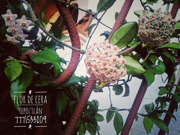 Flor De Cera Hotel Tepoztlan Exterior photo